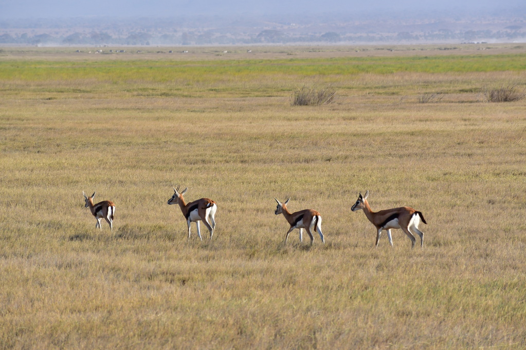 Amboseli Nat. Reserve